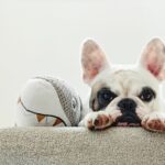 Guide on How to Easily Remove Dog Poop from Carpet