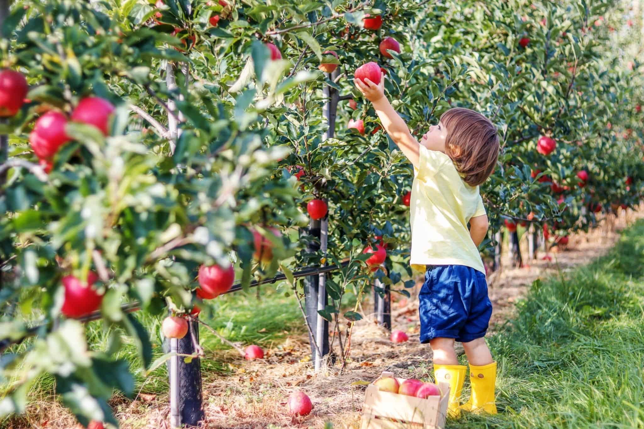 Little toddler boy picking up red apples in apple garden.