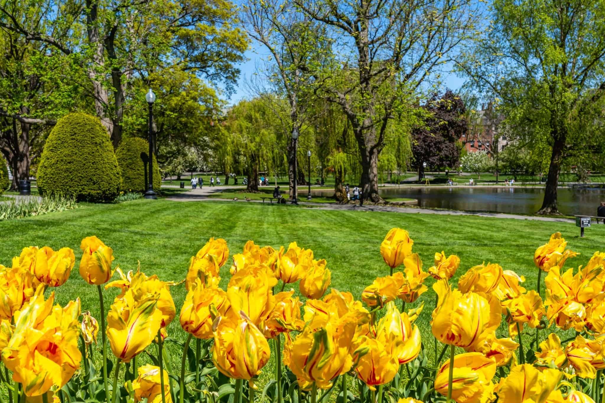 Yellow tulips against the backdrop of a green lawn and a pond in Boston Common Historic Park