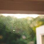 How to Solve Your Itsy Bitsy Cobweb Problem