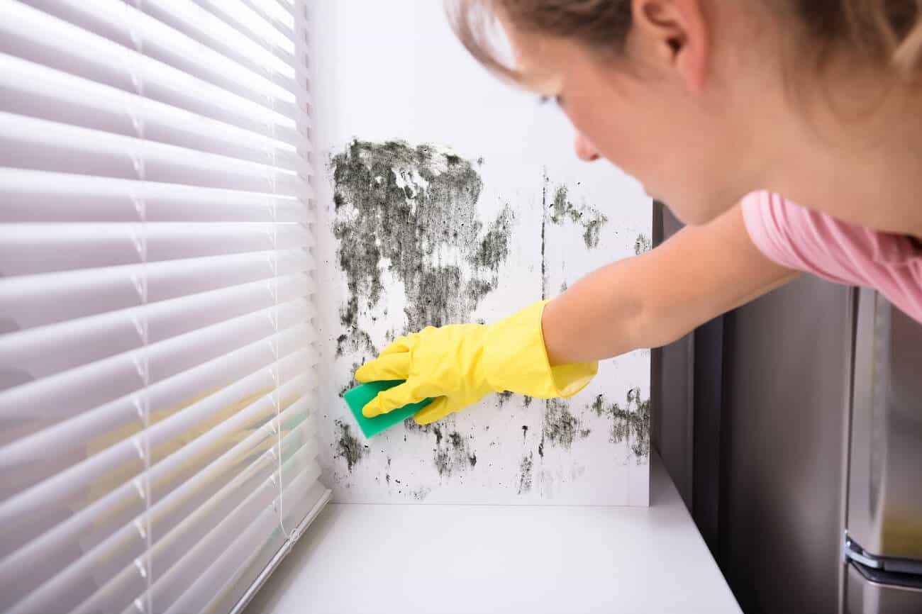 Close up Of Woman Cleaning Mold From Wall