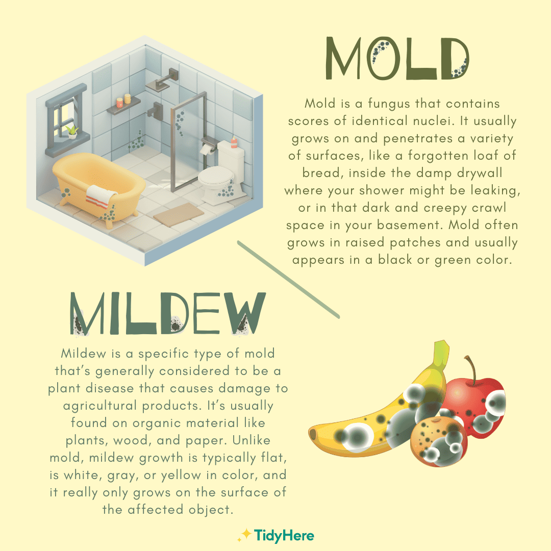 How to Get Rid of Musty Smell Around Your Home Mold Vs Mildew